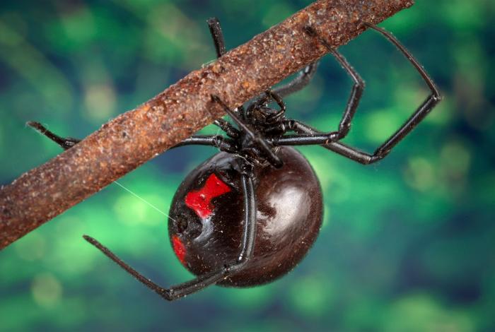 VDM : une araignée vénéneuse lui mord le pénis deux fois dans la même année