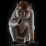 Certains singes sont plus près de pouvoir parler comme nous qu'on pouvait le penser jusqu'`a présent