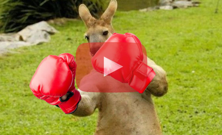 Un australien a sauvé son chien en se battant à la boxe avec un kangourou
