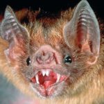 chauves souris prennent humains comme vampires