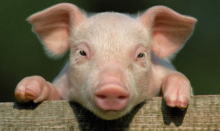 hybride mi-humain mi-porc cree laboratoire