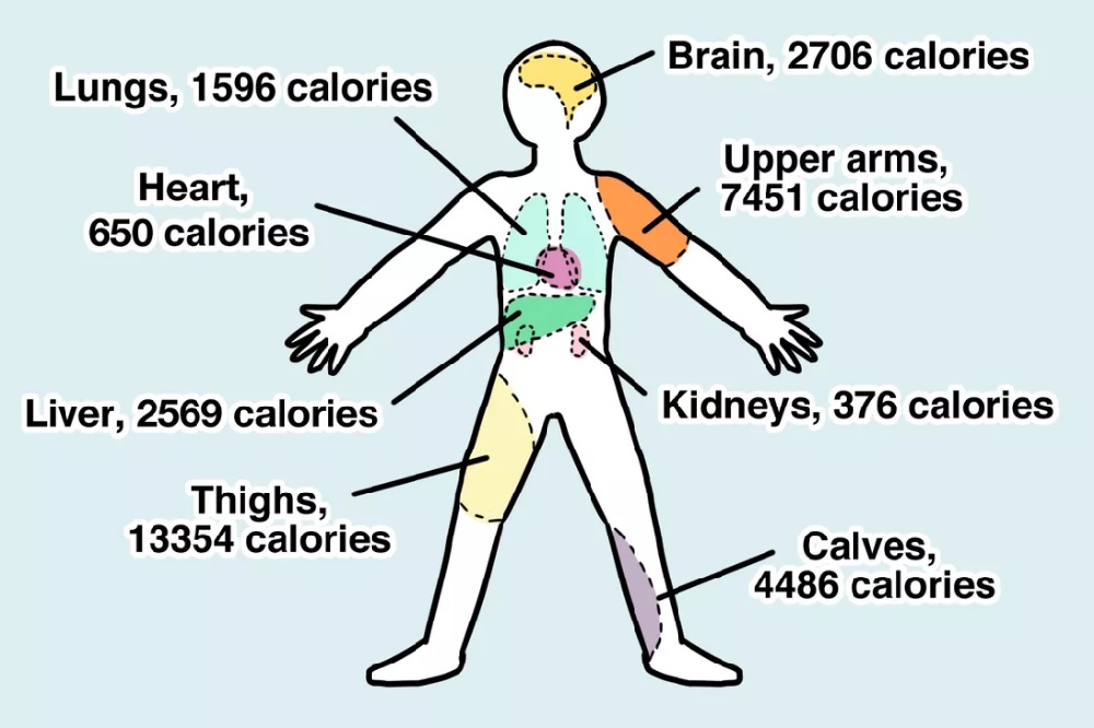 calories corps humain