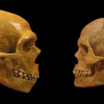 Crânes néandertalien et d'homme moderne | Mike Baxter:Musée d'Histoire Naturelle de Cleveland CC BY-SA 2.0