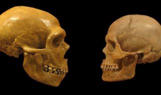 Crânes néandertalien et d'homme moderne | Mike Baxter:Musée d'Histoire Naturelle de Cleveland CC BY-SA 2.0