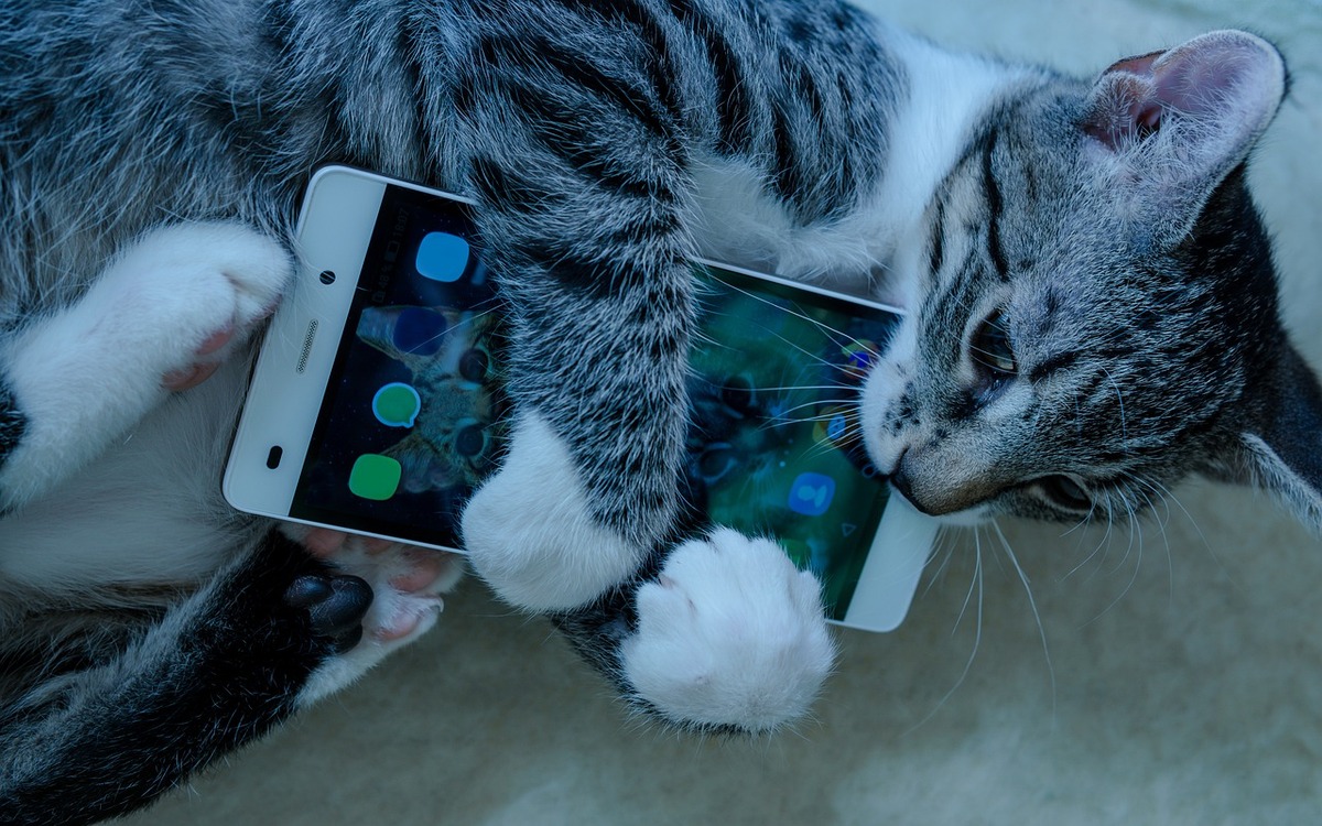 Cette app traduit les miaulements de votre chat
