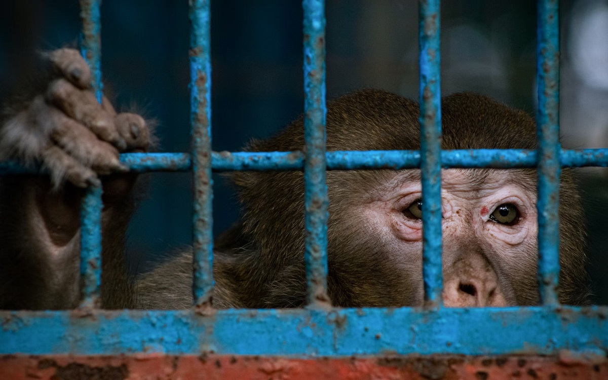 Neuralink : l’implantation des puces dans les cerveaux des singes aurait provoqué des résultats catastrophiques