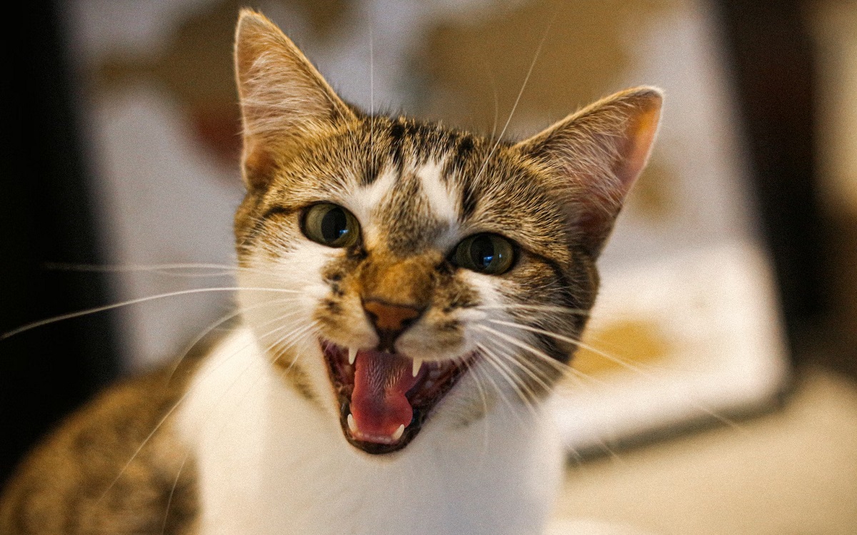 Cette entreprise veut traduire les miaulements de votre chat grâce à l’IA