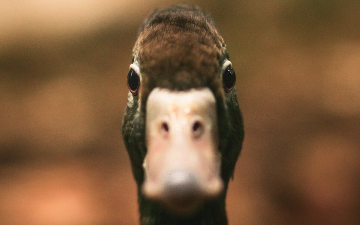 Une voiture autonome tue une cane et repart : l’indignation monte dans cette ville américaine