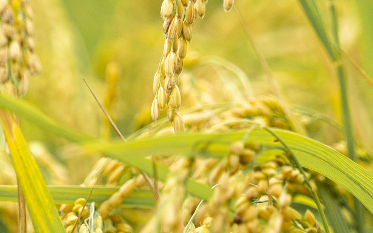 Peut-on faire pousser du riz sur la Lune ? Peut-être, selon cette nouvelle étude