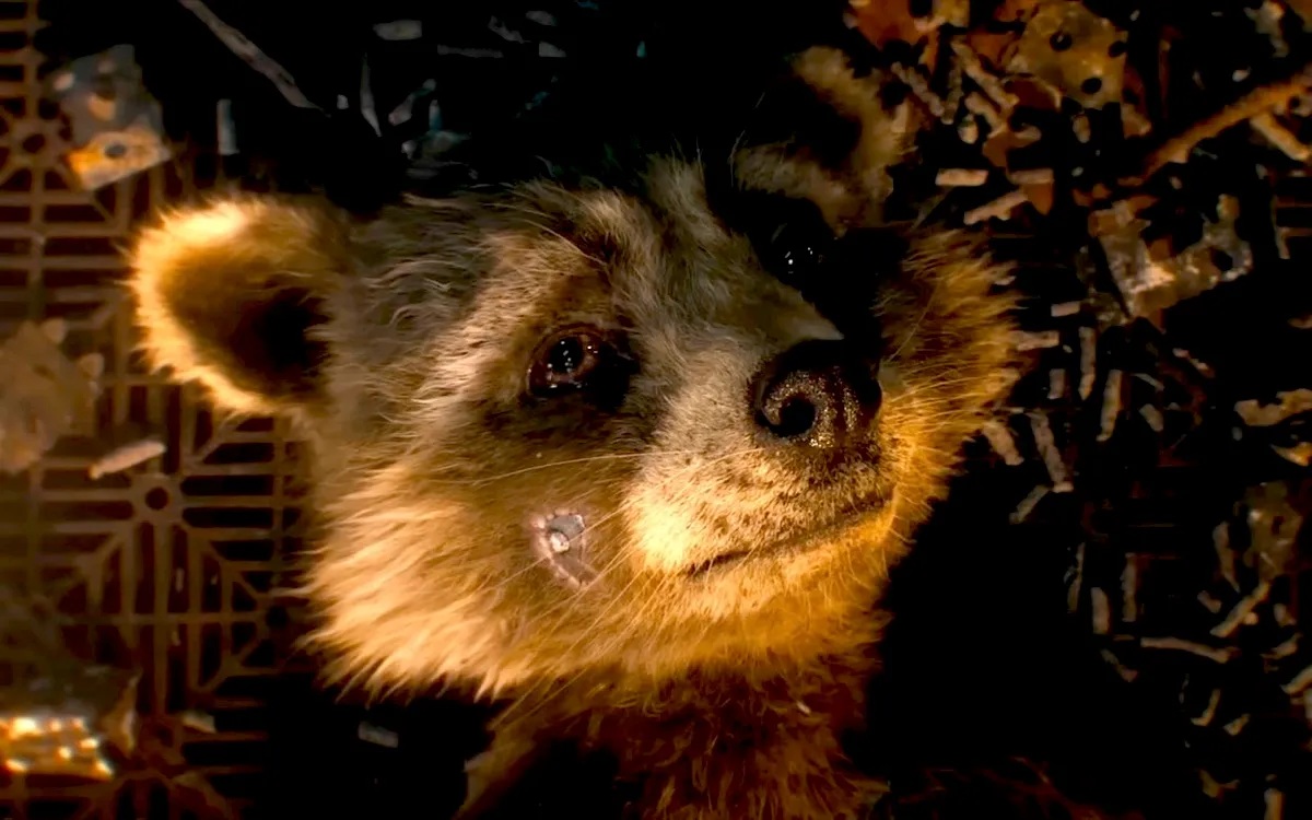 Les Gardiens de la Galaxie : le célèbre Rocket Raccoon prend sa retraite